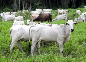 Foto: Arquivo/Arnaldo Alves/AEN.