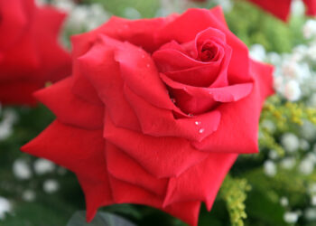 Foto: Arquivo/Orlando Kissner/ANPr