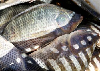 Carne de tilápia é o principal item exportado (Crédito: Arquivo/Jaelson Lucas/AEN)