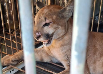 Crédito: IAT Maringá