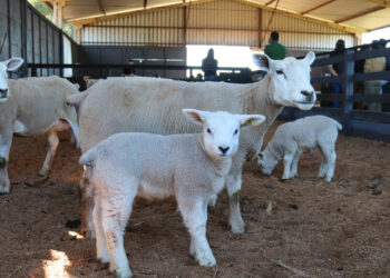 Divulgação /Cooperaliança