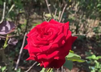 O Dia das Mães já é no próximo domingo, 11 de maio, e uma boa pedida para presentear as mamães são as rosas - Foto: Reprodução