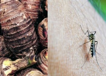 Imagem: Ilustrativa Pixabay