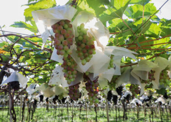A cavalgada passa por algumas das principais propriedades do turmo rural