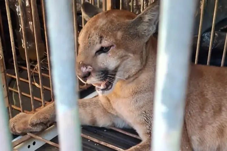 uma concolor é capturado em sítio de Marialva