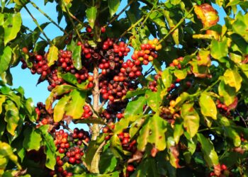 Crédito: José Fernando Ogura/Arquivo AEN