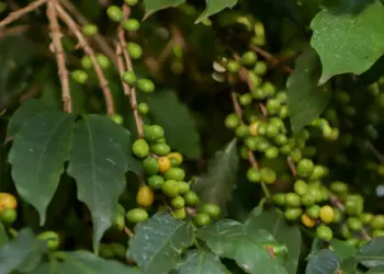 Crédito: Ari Dias/AEN