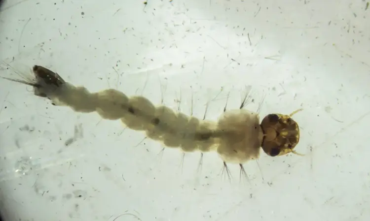 Larva do chamado "mosquito do bem"