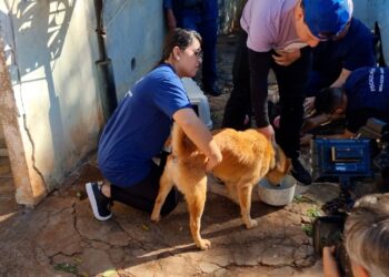 Cães são abandonados sem água e sem comida em casa da Vila Santa Izabel