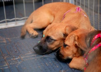 Feirinha de animais de estimação desta vez vai acontecer no Eurogarden
