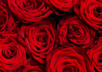 Em 2024 foram extraídas das roseiras 206,6 mil dúzias e geração de uma renda bruta de R$ 4,5 milhões no estado (Crédito: Ilustrativa/Freepik)