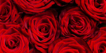 Em 2024 foram extraídas das roseiras 206,6 mil dúzias e geração de uma renda bruta de R$ 4,5 milhões no estado (Crédito: Ilustrativa/Freepik)