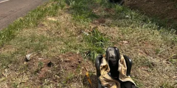 Criança de 2 anos morre eem capotamento na BR-376 e quatro da mesma família são internadas em estado grave