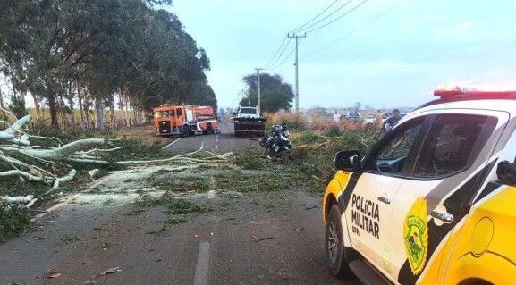 Árvore cai na PR-180 e mata empresária Helena do Carmo Araújo de Terra Rica