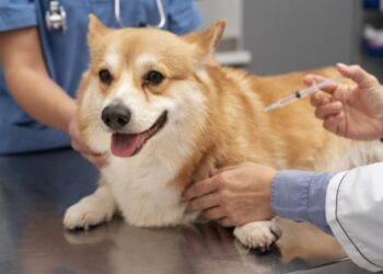 Imagem Ilustrativa: Imagem de Freepik