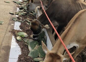 ado com Palma Forrageira - BNB