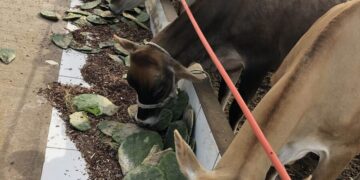 ado com Palma Forrageira - BNB