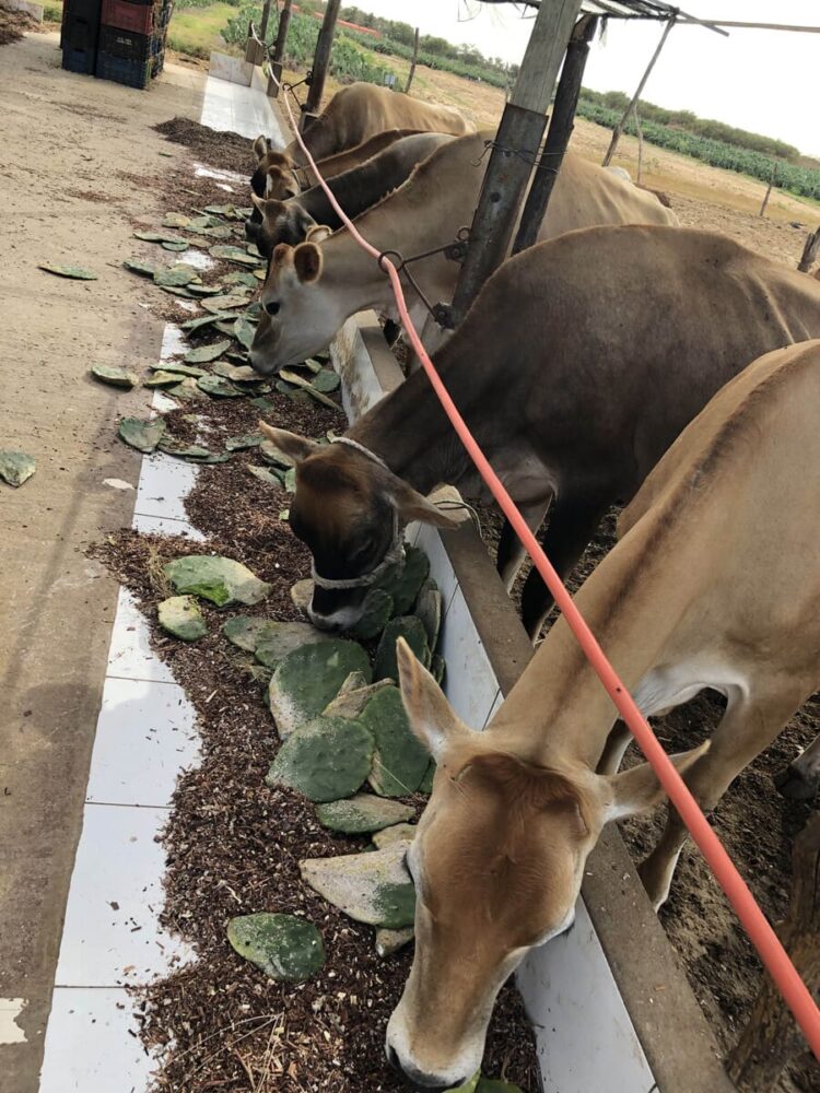 ado com Palma Forrageira - BNB