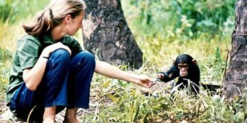 Morre a ativista ambiental Jane Goodall, a amiga dos chimpanzés