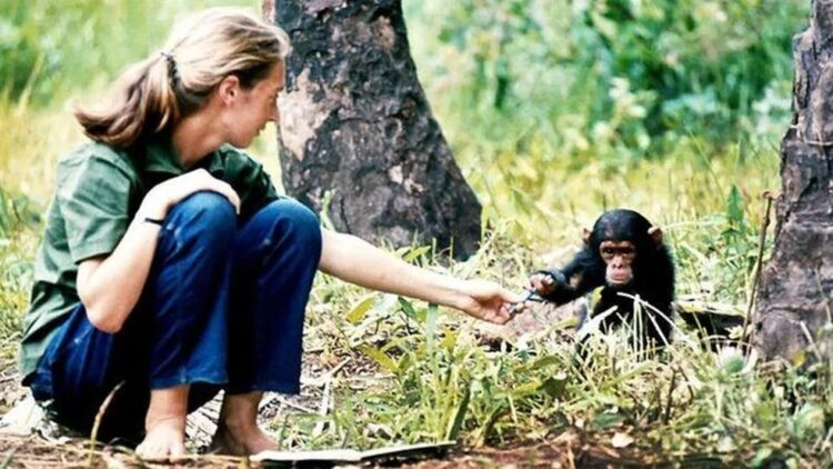 Morre a ativista ambiental Jane Goodall, a amiga dos chimpanzés