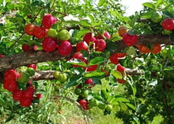 Acerola prodzida na região de Pérola busca o selo de Indicação Geográfica junto ao Instituto Nacional da Propriedade Industrial (INPI)