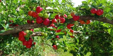 Acerola prodzida na região de Pérola busca o selo de Indicação Geográfica junto ao Instituto Nacional da Propriedade Industrial (INPI)
