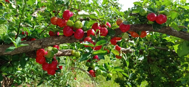 Acerola prodzida na região de Pérola busca o selo de Indicação Geográfica junto ao Instituto Nacional da Propriedade Industrial (INPI)