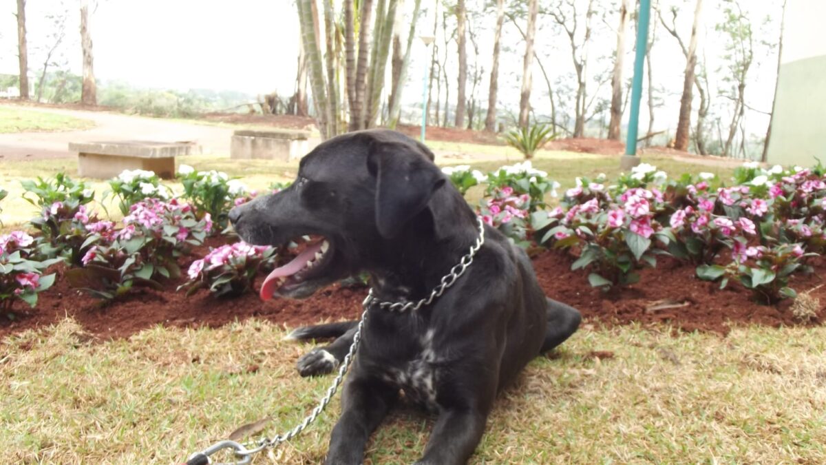 Primeiro Cão Servidor de Maringá é apresentado ao público