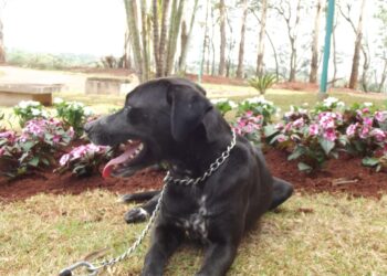 Primeiro Cão Servidor de Maringá é apresentado ao público