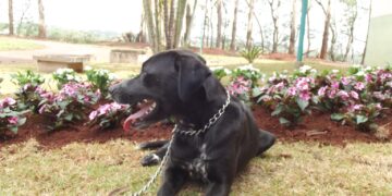 Primeiro Cão Servidor de Maringá é apresentado ao público