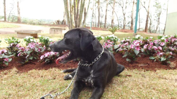 Primeiro Cão Servidor de Maringá é apresentado ao público