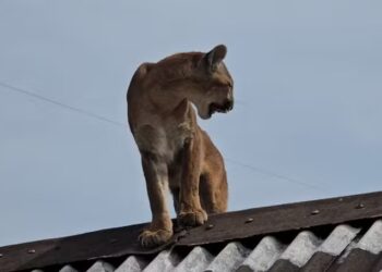 Agricultor volta para casa e encontra onça-parda no telhado
