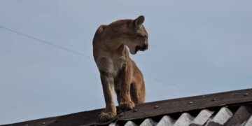Agricultor volta para casa e encontra onça-parda no telhado