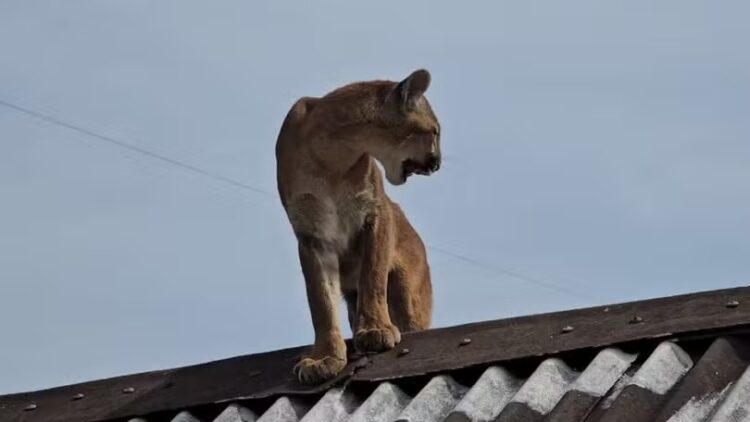 Agricultor volta para casa e encontra onça-parda no telhado