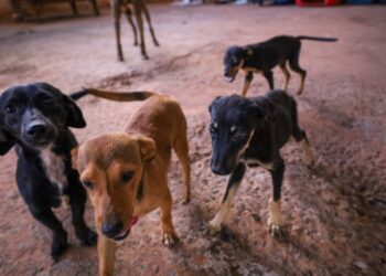 Nove cães são resgatados por ter sido deixados trancados sem água e sem alimentos