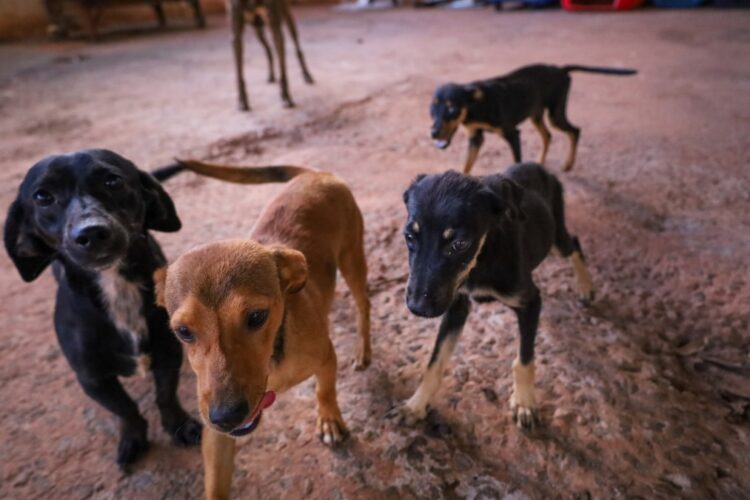 Nove cães são resgatados por ter sido deixados trancados sem água e sem alimentos