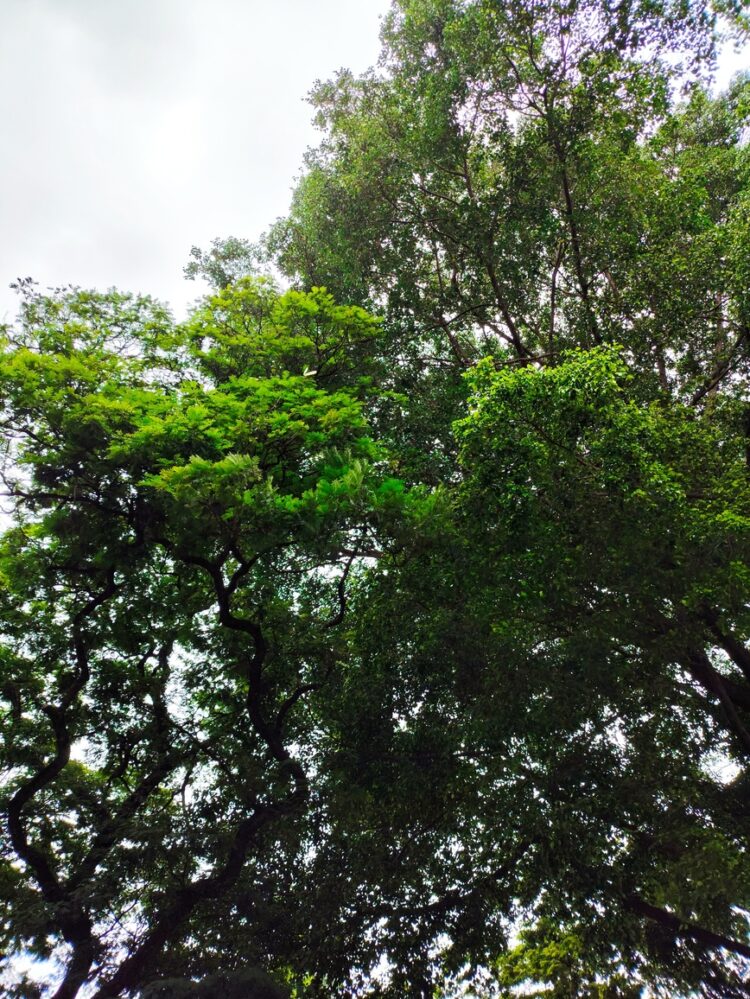 Maringá é conhecida como "cidade verde" por conta da quantidade de árvores (Crédito: Cristiano Martinez)