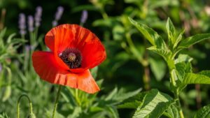Jardim de primavera: 10 espécies para combinar flores, folhas e diferentes texturas