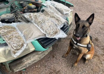 Cães farejadores ajudam polícia na apreensão de 150 toneladas de drogas em 2025