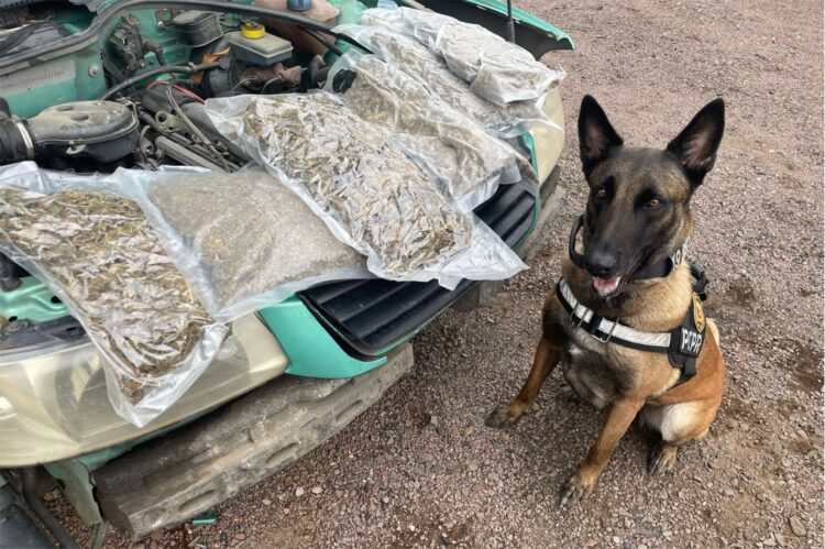 Cães farejadores ajudam polícia na apreensão de 150 toneladas de drogas em 2025