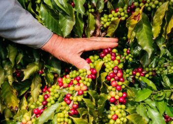 Café da Serra de Apucarana conquista selo de Indicação Geográfica