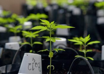 Associação Semear divulga nota sobre apreensão de pés de maconha em sua sede