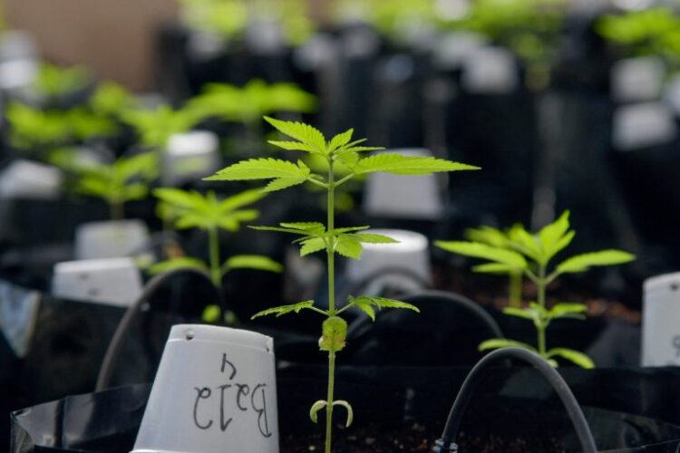 Associação Semear divulga nota sobre apreensão de pés de maconha em sua sede