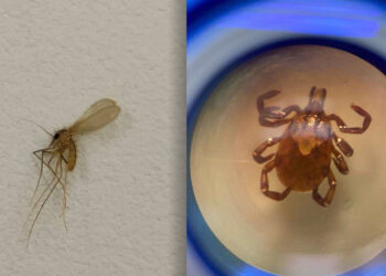 Carrapato e mosquito-palha: Saúde reforça cuidados contra transmissores de doenças