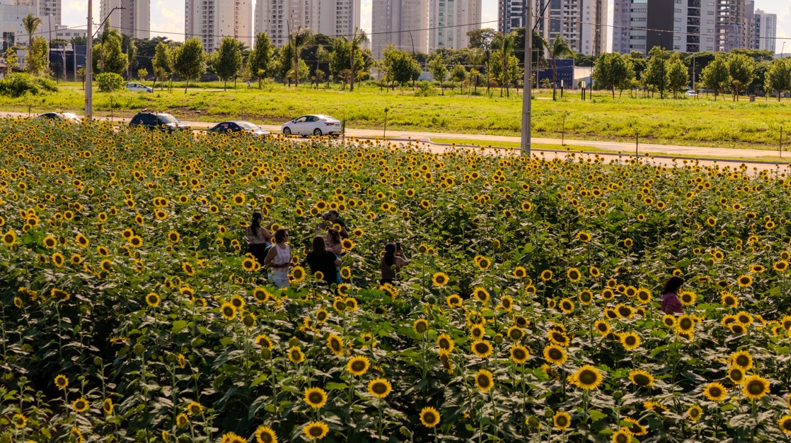 Campo de girassóis do Eurogarden já floriu e será aberto oficialmente sábado