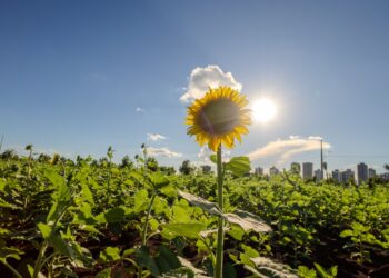 Campo de girassois do Eurogarden será aberto sábado à visitação pública