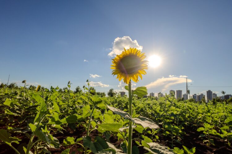 Campo de girassois do Eurogarden será aberto sábado à visitação pública