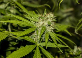 Maconha cultivada para fins medicinais é apreendida pela polícia em Maringá