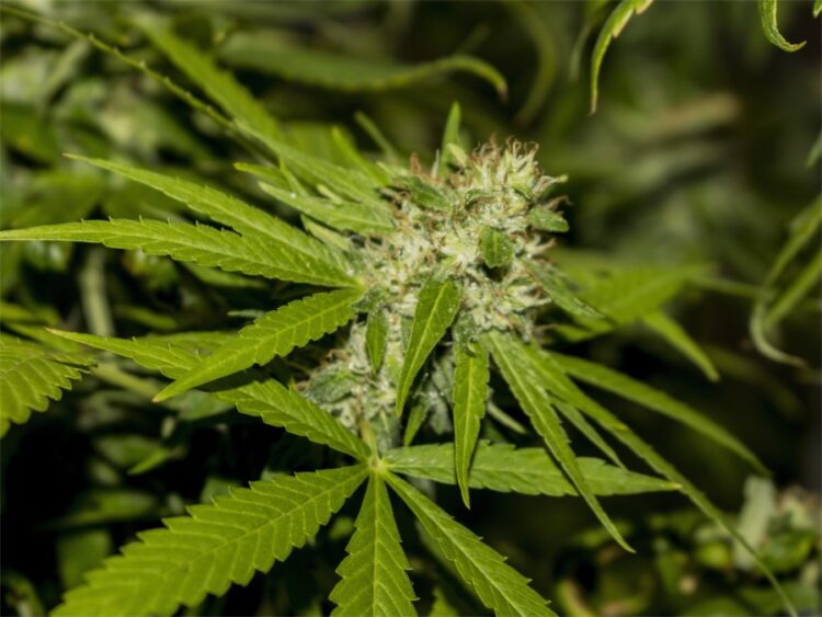 Maconha cultivada para fins medicinais é apreendida pela polícia em Maringá