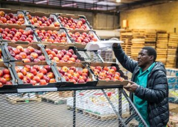 Trabalhador embala nectarinas no Mercado de Produtos Frescos de Joanesburgo, na África do Sul, em 29 de outubro de 2025. (Foto de Shiraaz Mohamed/Xinhua)